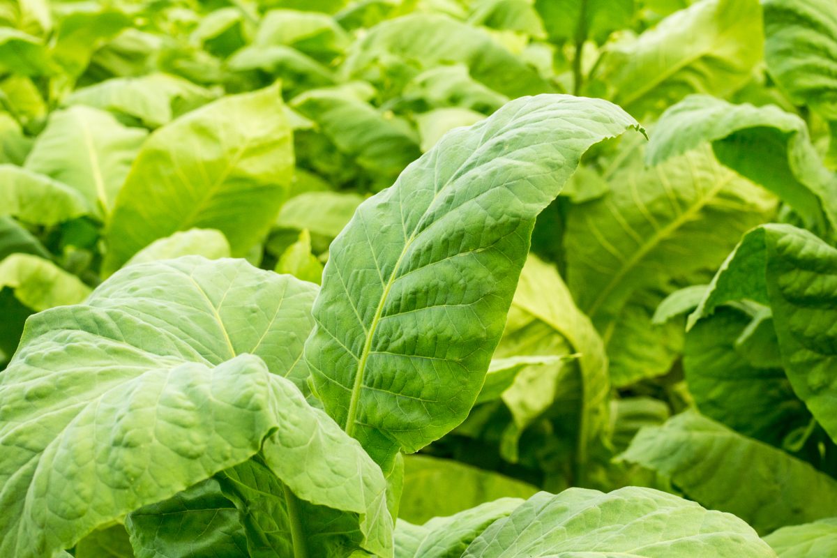 Tobacco Leaf.